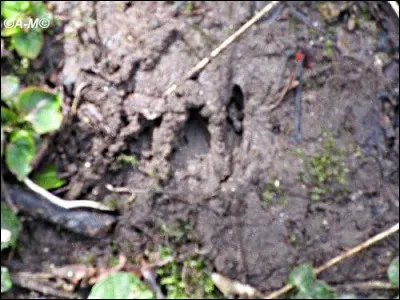 Une patrouille ennemie est passée, mais il n'y a que les traces...