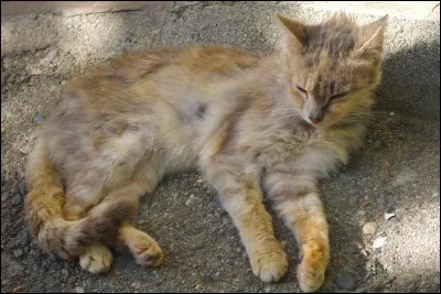 Le mal vert s'est déclaré. Même chez les proies. Des petits sont touchés. Que fais-tu ?