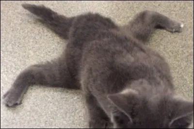 Fléau attaque un solitaire. Tu défends le solitaire...