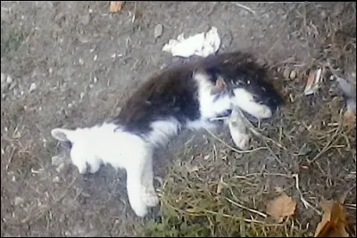 Le solitaire, Gerboise, est votre ami. Mais il meurt. Tu dis...