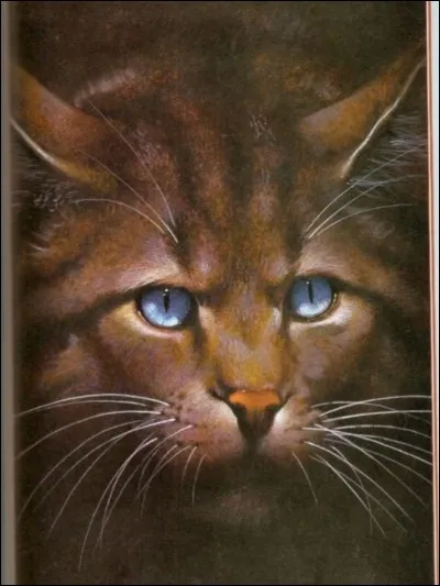 Que représente Etoile du Tigre pour toi ?