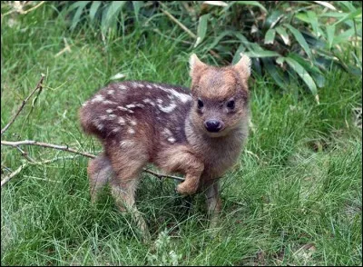 Cet animal est l'un des plus petits cervidés du monde, le pudu, de la taille d'un lièvre, où peut-on le trouver ?