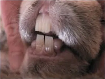 Le léger grincement de dents signifie...