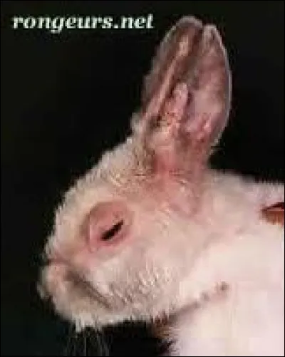 Un lapin vivant à l'intérieur peut attraper le VHD et la myxomatose.