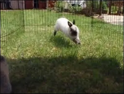 Un lapin peut faire des bonds jusqu'à...