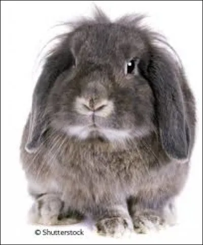 Combien d'années vit un lapin en moyenne ?