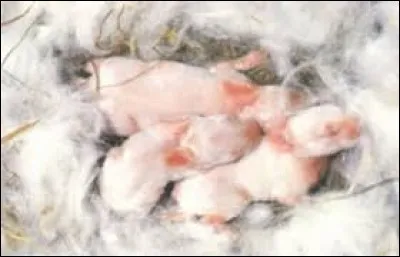 Combien de petits une lapine peut-elle avoir en une portée ?