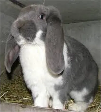 Laquelle de ces races n'existe pas ?