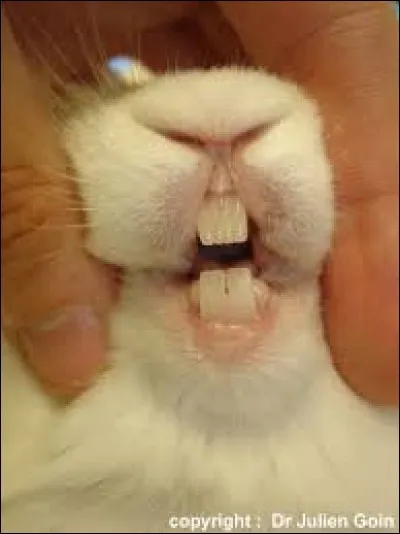 Combien de paires d'incisives a un lapin ?