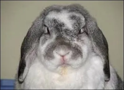 Un lapin peut être agressif...