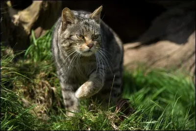 Quel guerrier accompagne Étoile de Feu pour aller au camp ?