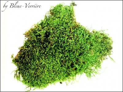 Il y a de la mousse au pied d'un arbre. Que fais-tu ?