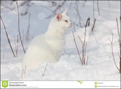 À l'assemblée, tu sympathises avec un chef adverse, Étoile de Givre. Un chat t'en fait la remarque. Tu répliques...