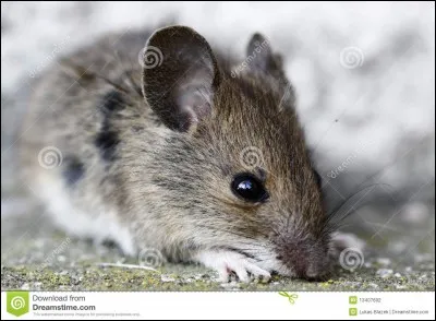 Tu cherches des remèdes mais tu sens le fumet d'une souris. Que fais-tu ?