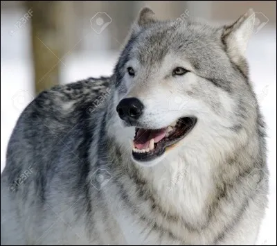 Comment s'appelle cet animal ?