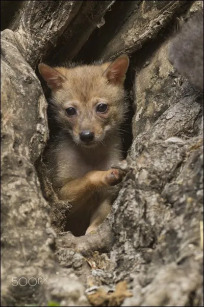 Comment s'appelle cet animal ?