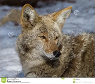 Quel est le nom scientifique de cet animal ?