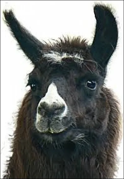 Un empereur s'est par malchance transformé en lama dans....