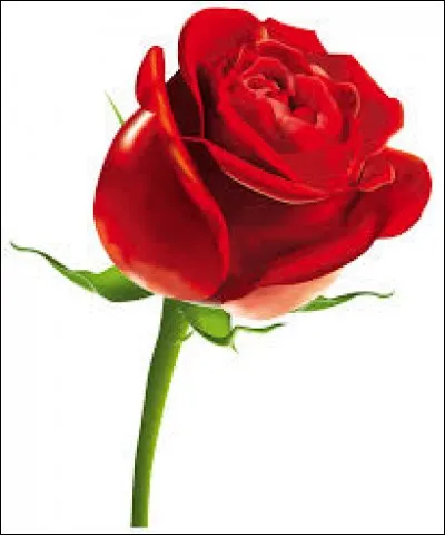 Si le dernier pétale tombe....> Dans :