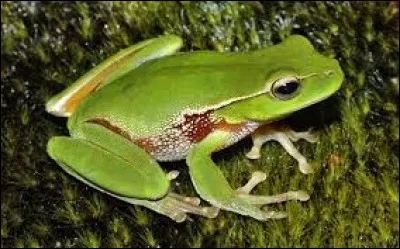 Embrasse cette grenouille...> Dans :