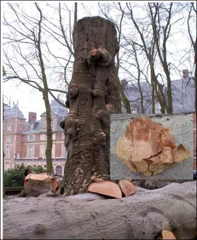 Né en 1585, planté en 1588 dans l'allée des Guise proche du château d'Eu, il était l'un des plus vieux hêtres de France. Comment s'appelait cet arbre malade depuis des années et qui a été abattu le 7 février 2017 à l'issue d'une cérémonie bien particulière ?
