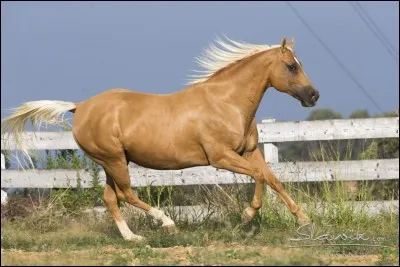 De quelle robe s'agit-il ?