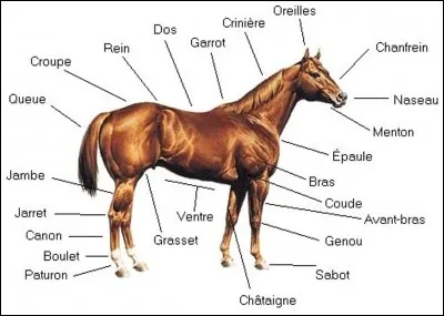 Quel est l'ordre des trois grandes parties du cheval ?