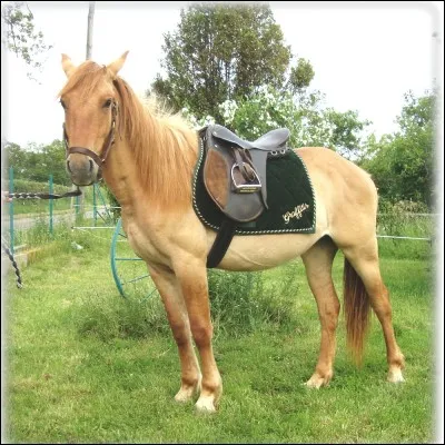 Sur l'image, c'est un cheval :