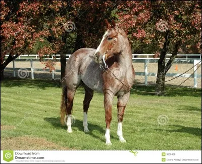 Sur l'image, c'est un cheval :