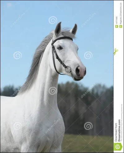Il s'agit d'un cheval blanc :