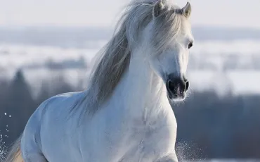 Quiz Galop 1