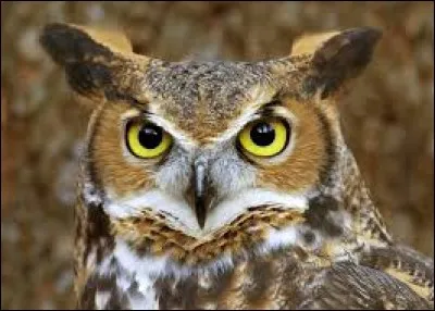 Quels sont les animaux les plus intelligents de la planète ?