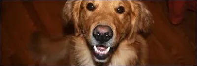 Quel est l'animal le moins lourd de la planète ?