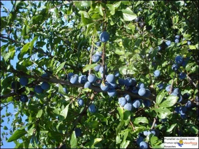 Fruit ou visionnaire !