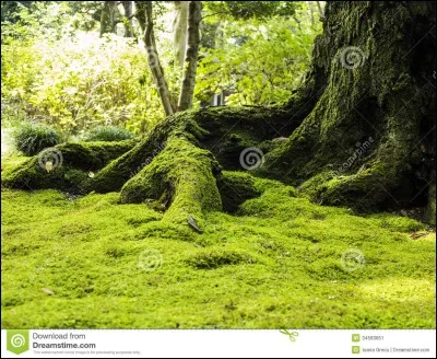 Sur un bateau ou sur un arbre !