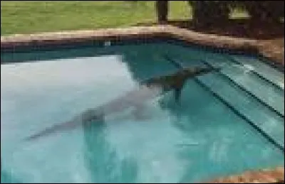 Il y a quoi dans la piscine ?