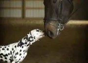 Quiz Les chiens et les chevaux