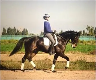 Qu'ont les chevaux de spécial qu'aucun autre animal n'a ?