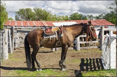 Quel objet ne met-on pas sur le dos d'un cheval ?