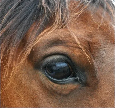 Comment le cheval nous voit-il ?