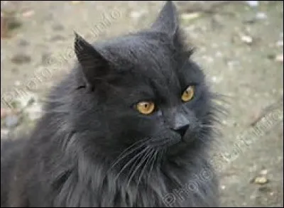Pelage gris fonc&eacute;, ronchonne, gu&eacute;risseuse, c'est le portrait exact de...