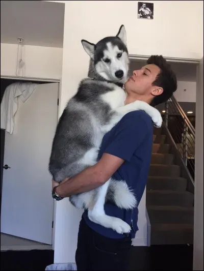 Combien a-t-il d'animaux ?