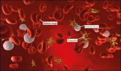 Quelles petites cellules sanguines, sans noyau, aident à la coagulation du sang ?