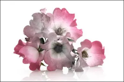 Complétez les paroles de cette chanson de Joe Dassin : "Elle m'a dit d'aller siffler là-haut sur la colline, de l'attendre avec un petit bouquet...".