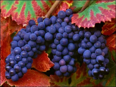 Si je vous dis : « Relatif au raisin », vous répondez :