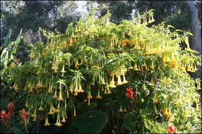 Si je vous dis : « C'est empoisonnant pour les autres dès qu'il part en flèche », vous répondez :