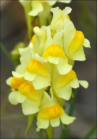 Quel est le nom de cette fleur ?