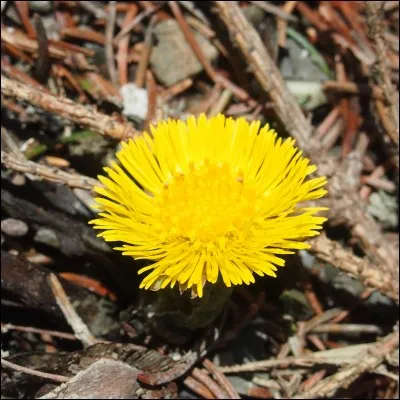 Quel est le nom de cette fleur ?