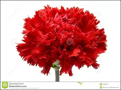 Quel est le nom de cette fleur ?