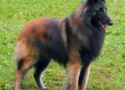 Quiz Les chiens